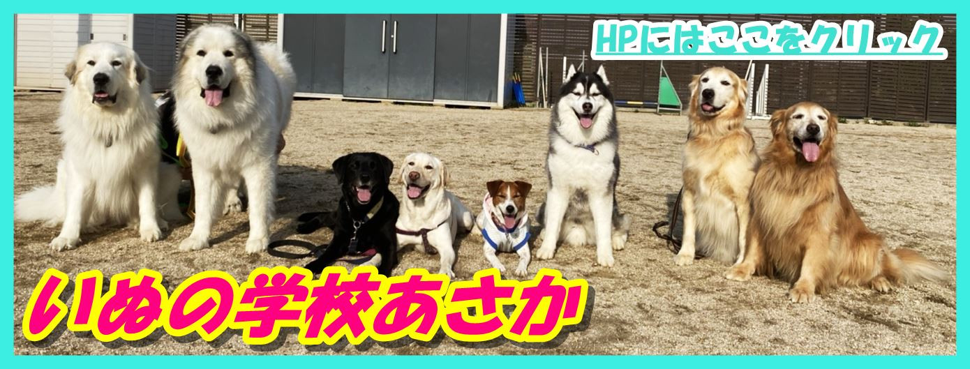 大阪堺のしつけ教室、ドッグトレーニングスクールと言えば『いぬの学校あさか』　20年、2000頭以上の実績！あなたと愛犬に合ったトレーニングを学びを提供します。